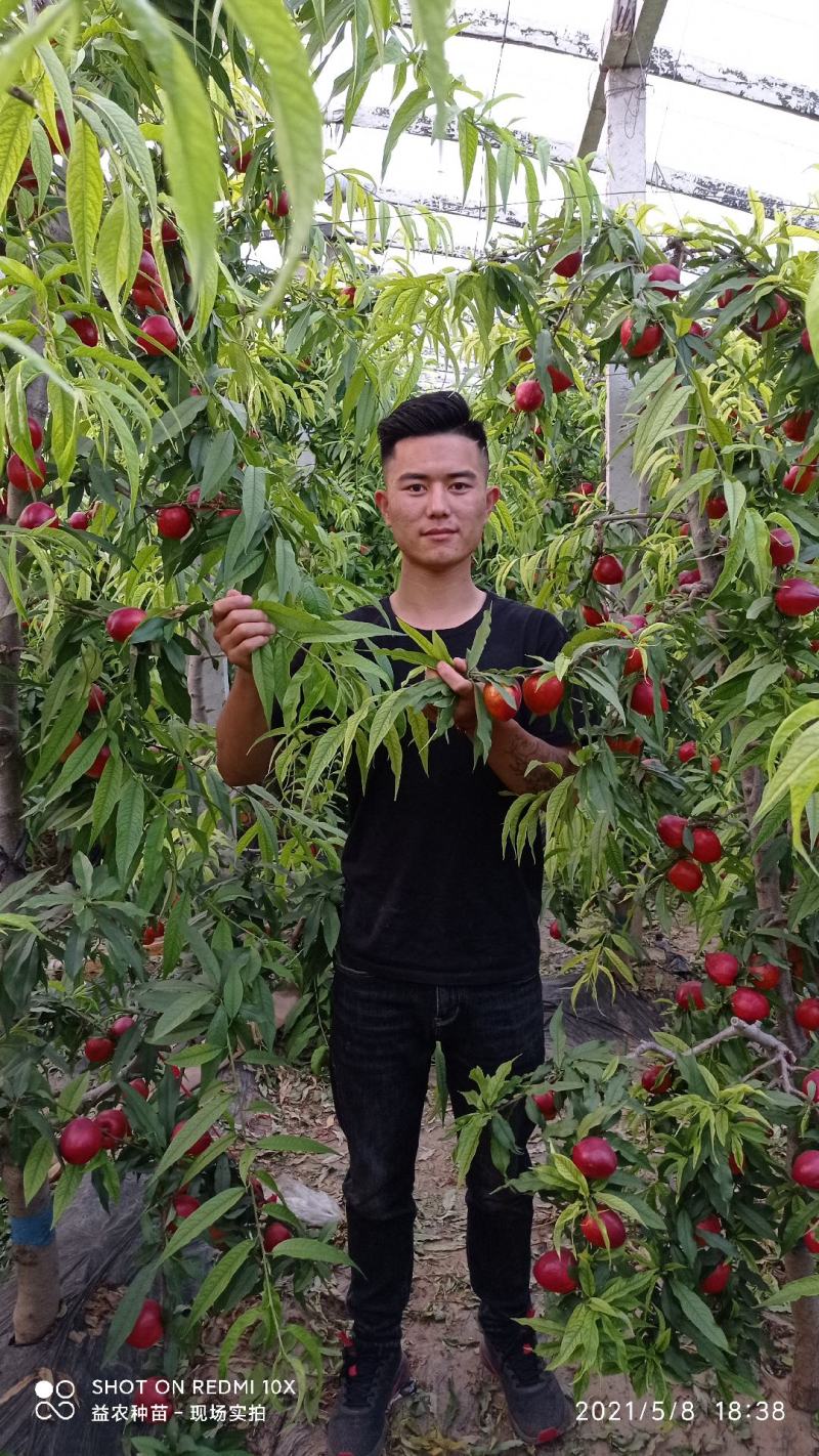 中油4号油桃红油桃红皮黄肉安徽砀山大棚油桃批发市场