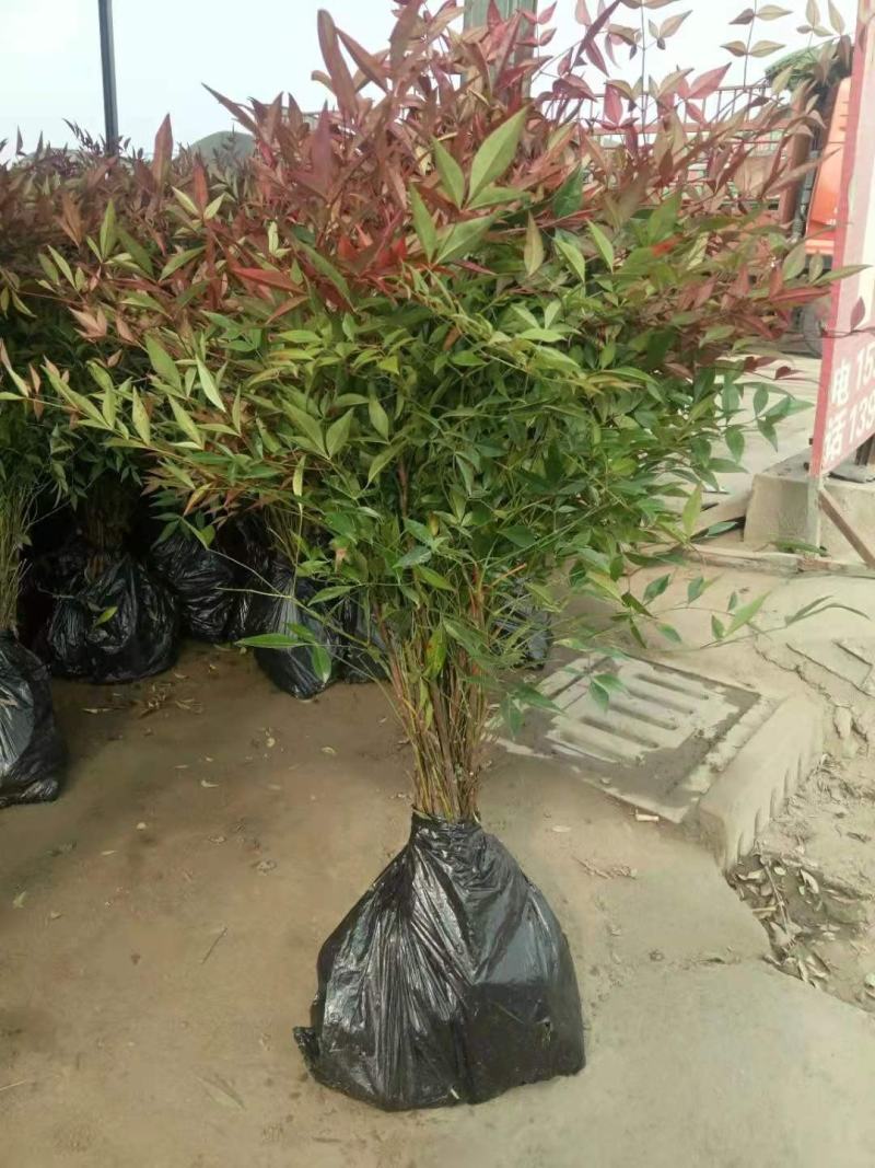 南天竹蓝天竹红火焰南天竹耐寒绿化盆栽地栽