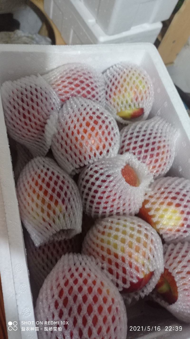 露天早48油桃大量上市，随到随装，早4号黄油桃