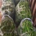 二荆条辣椒丰抗辣椒大量上市，欢迎大家关注