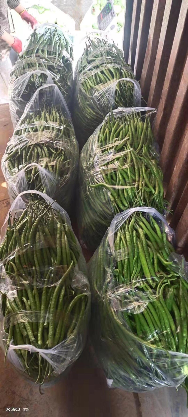 二荆条辣椒丰抗辣椒大量上市，欢迎大家关注