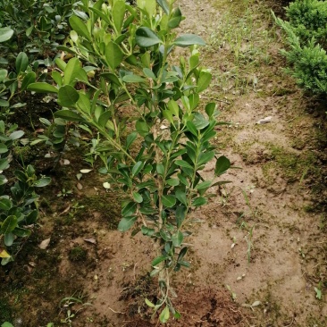 瓜子黄杨（工程苗）