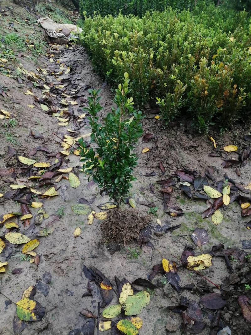 瓜子黄杨（工程苗）