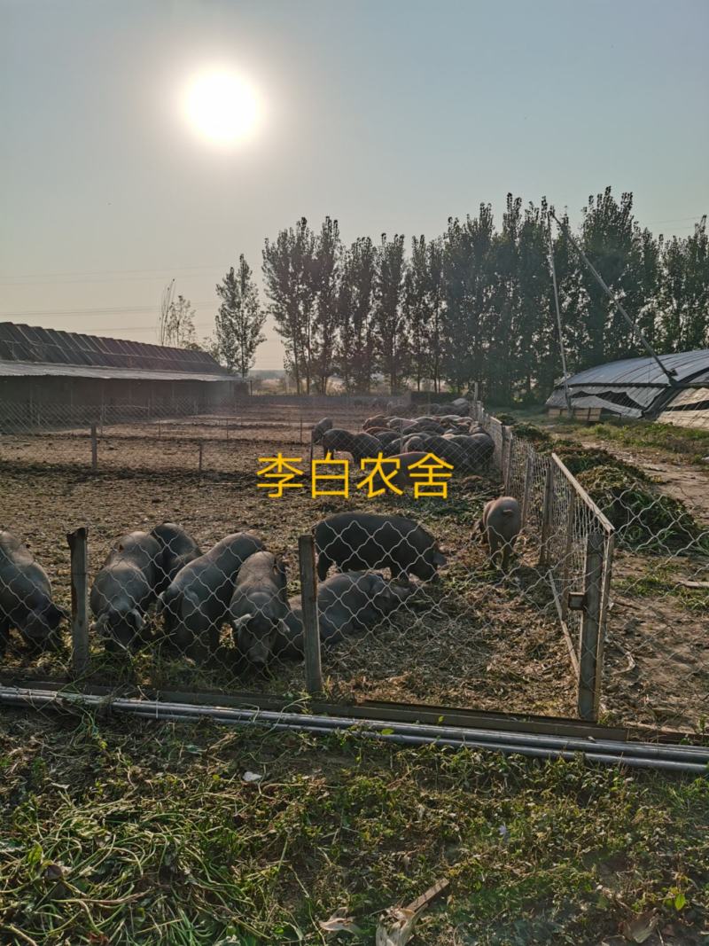 黑猪