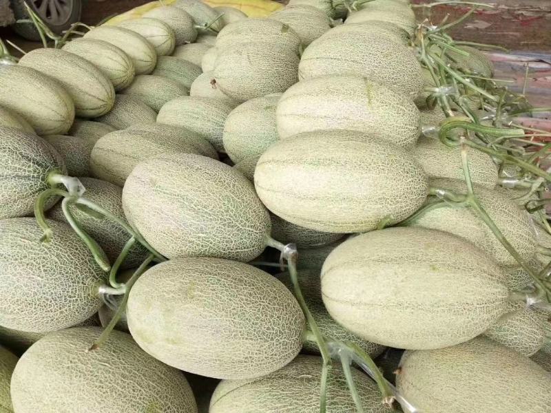 西州蜜25，小蜜25，口感好，糖度高，大量供应各种甜瓜