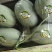 西州蜜25，小蜜25，口感好，糖度高，大量供应各种甜瓜