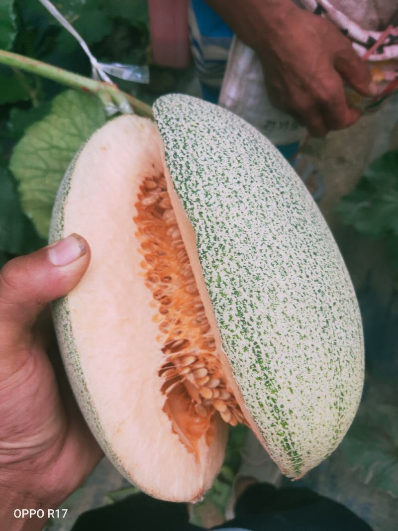 西州蜜25，小蜜25，口感好，糖度高，大量供应各种甜瓜