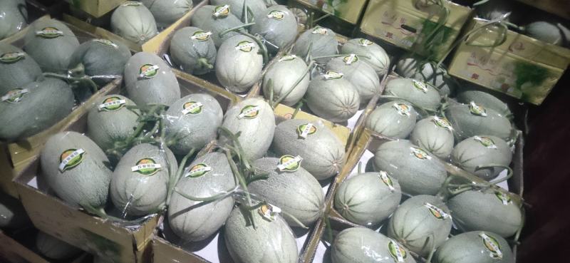 西州蜜25，小蜜25，口感好，糖度高，大量供应各种甜瓜