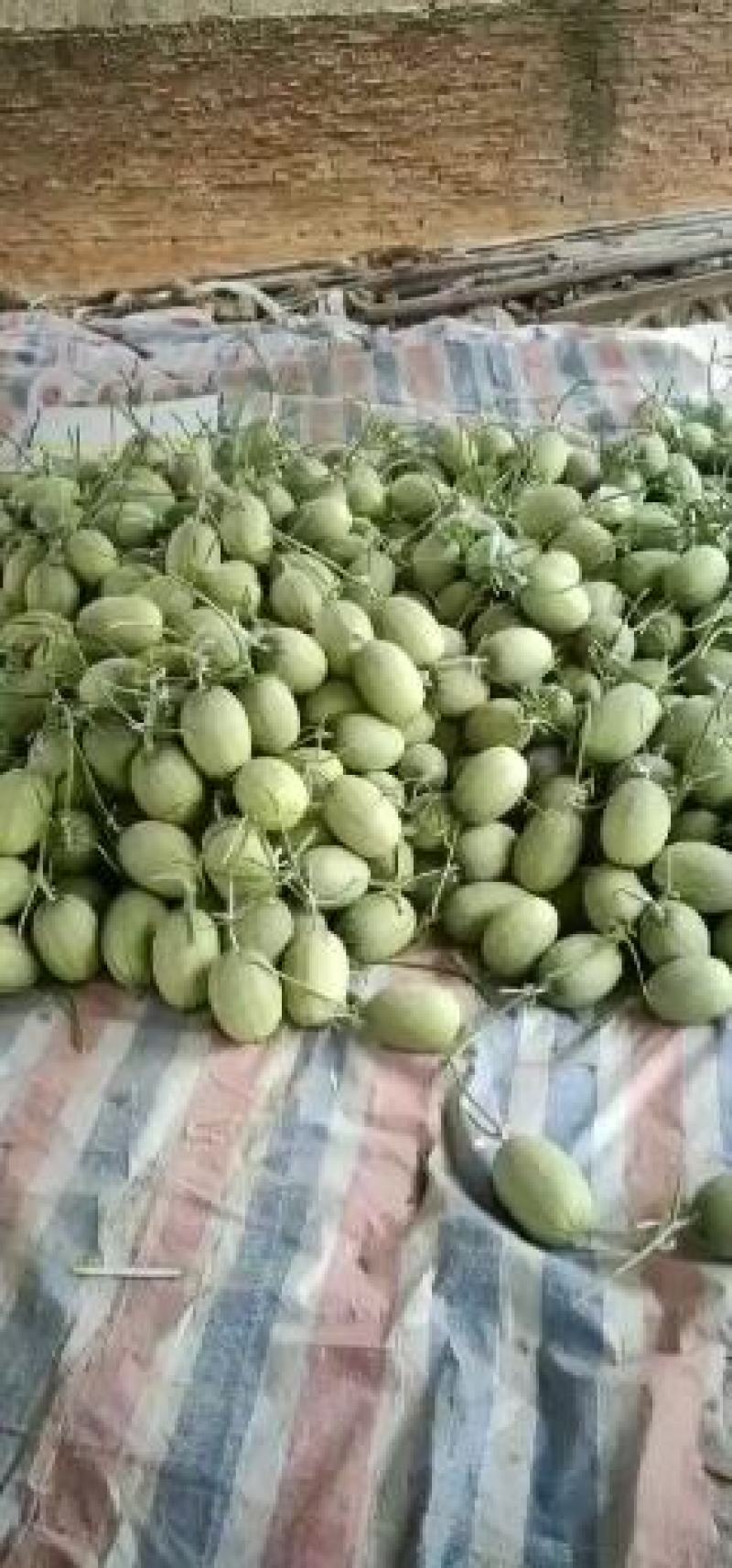 西州蜜25，小蜜25，口感好，糖度高，大量供应各种甜瓜