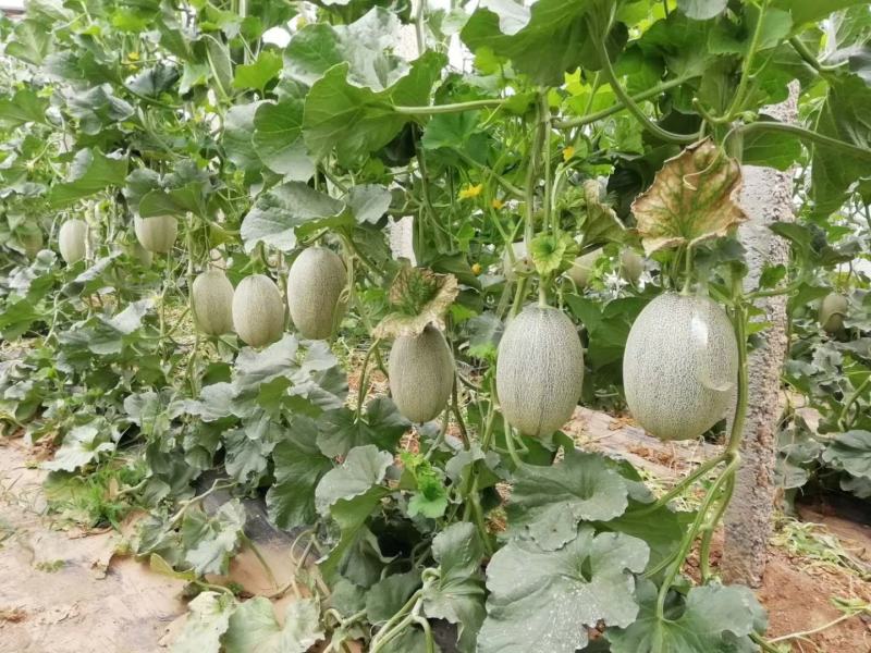 西州蜜25，小蜜25，口感好，糖度高，大量供应各种甜瓜