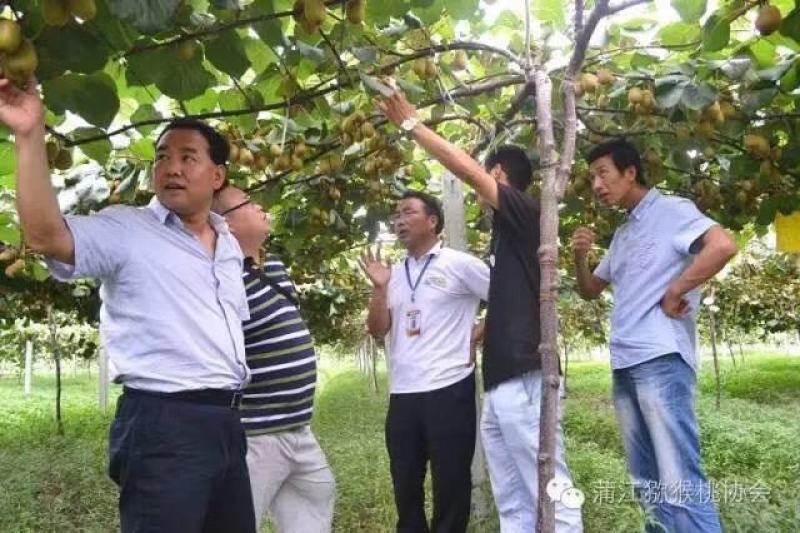 【热卖推荐】大量元素水溶肥膨果着色增甜肥料工厂直供从优