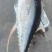 金枪鱼