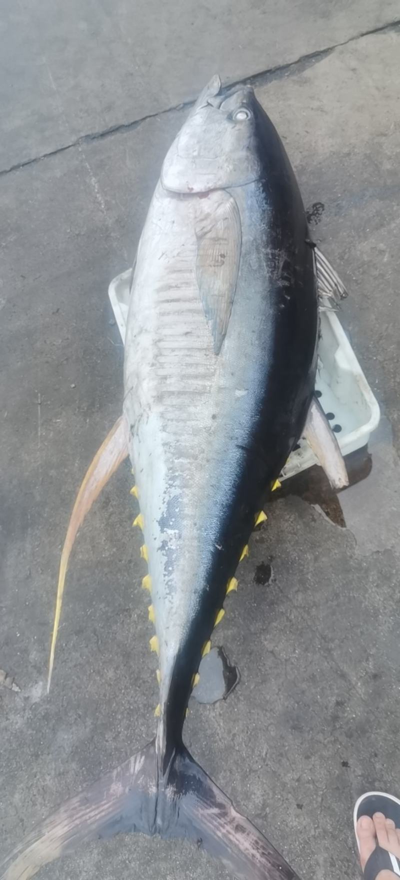 金枪鱼