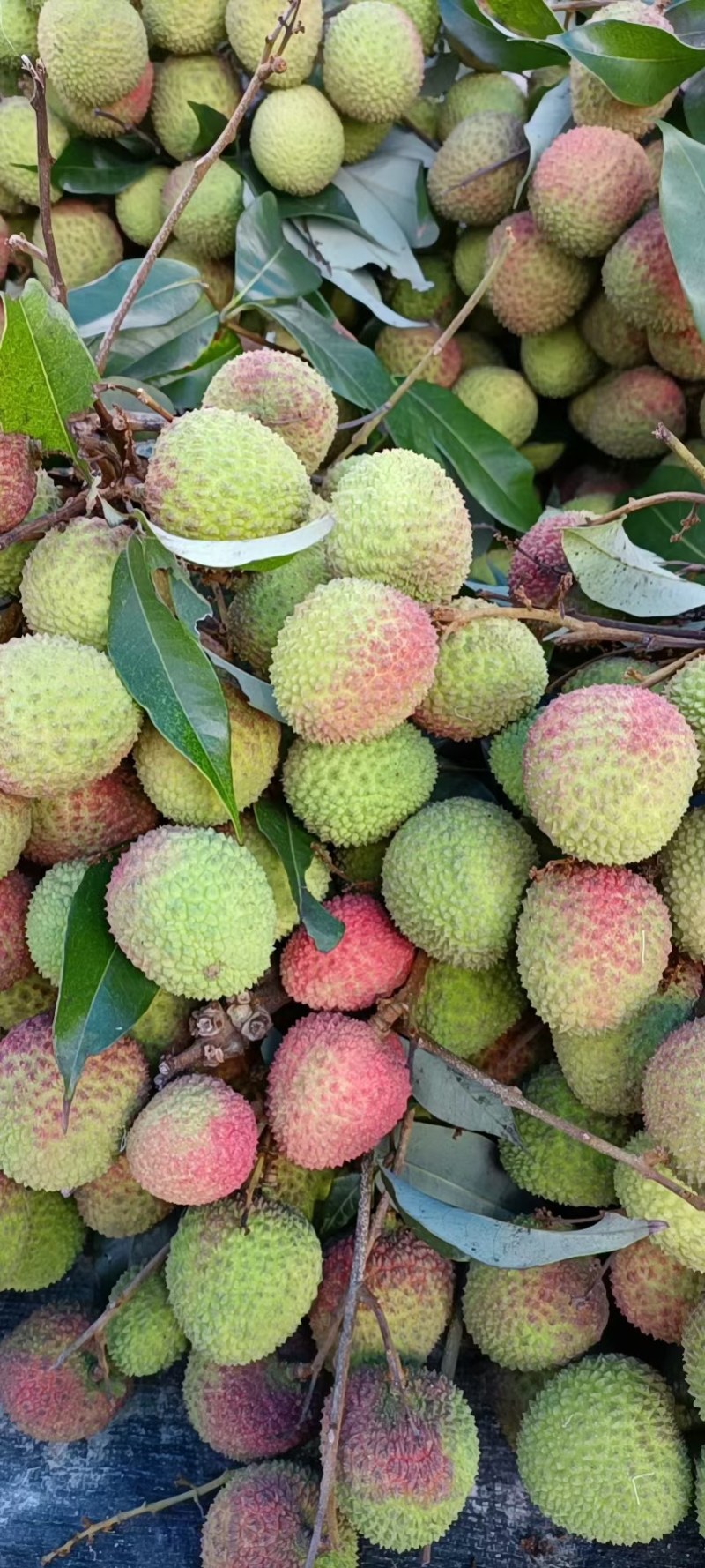 迎各大客商订购荔枝靓货，大量妃子笑
