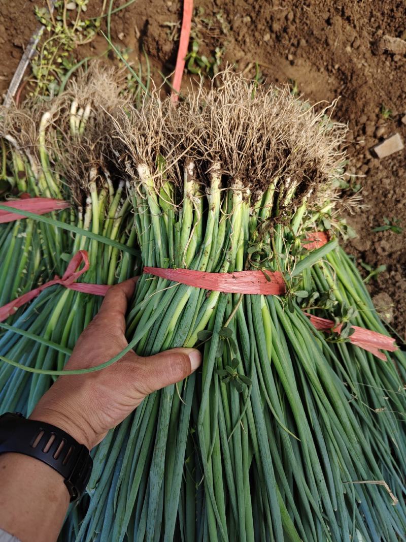 优质铁杆葱苗葱种，品种齐全，协助找车发往全国各地