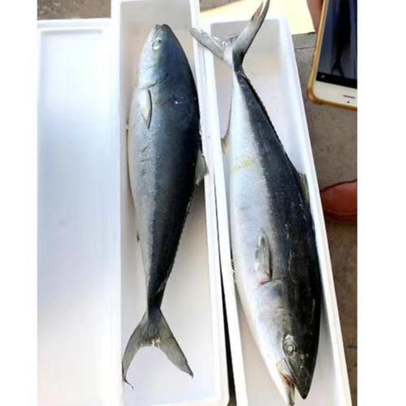 黄金鲅鱼，船冻鱼，新鲜度好，单条4-11公斤，大量现货。