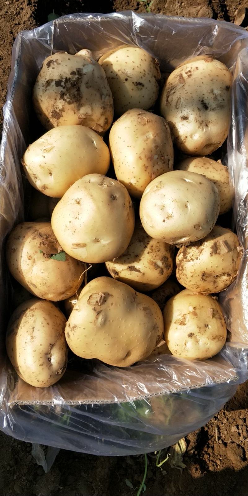 土豆，大量上市，有需求的老板，早点下单