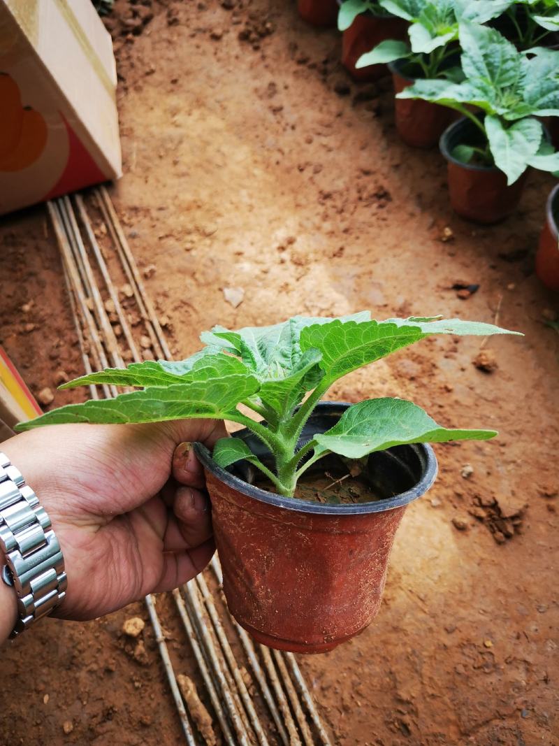 单芽双色盆精品向日葵太阳花质优价廉基地直供