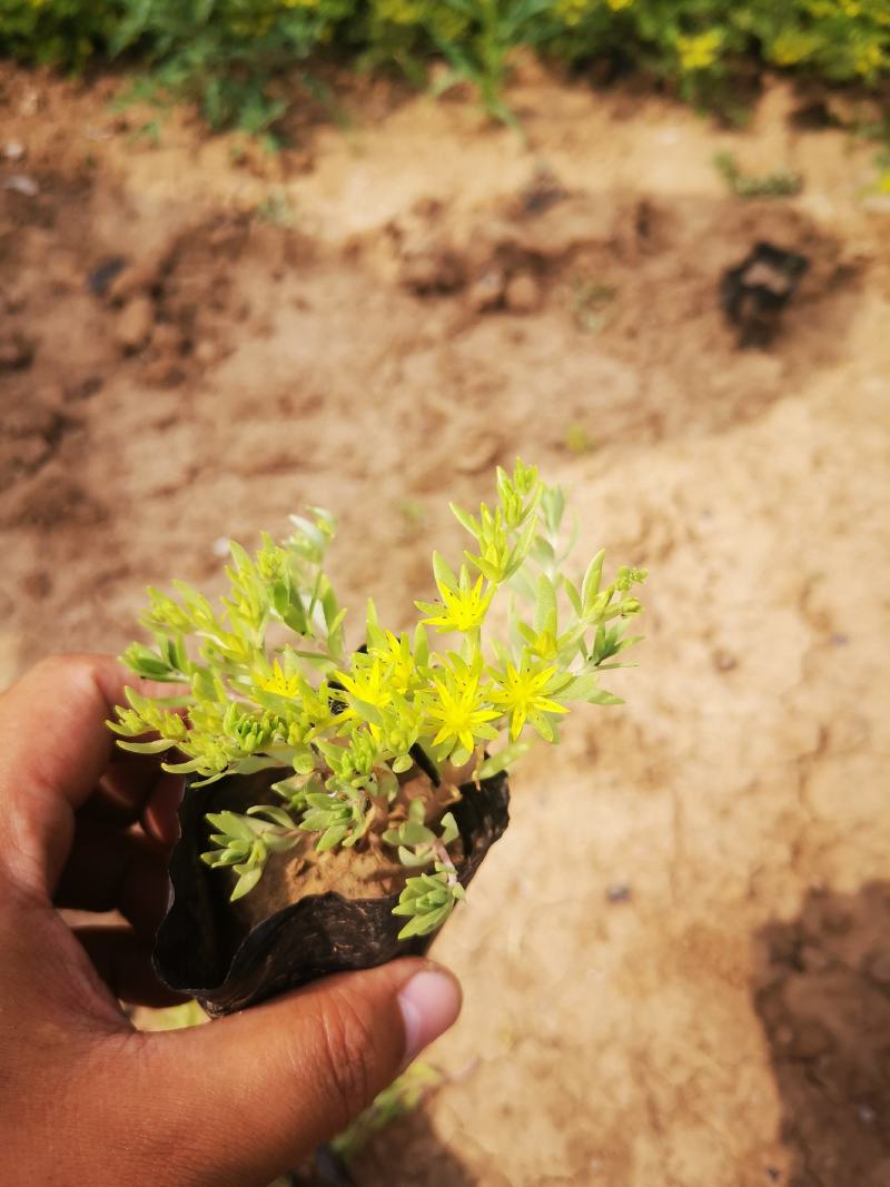 垂盆草双色盆小皮桶大量现货基地直供价格便宜