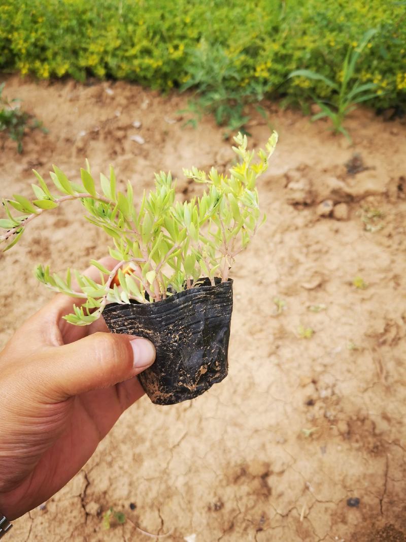 垂盆草双色盆小皮桶大量现货基地直供价格便宜
