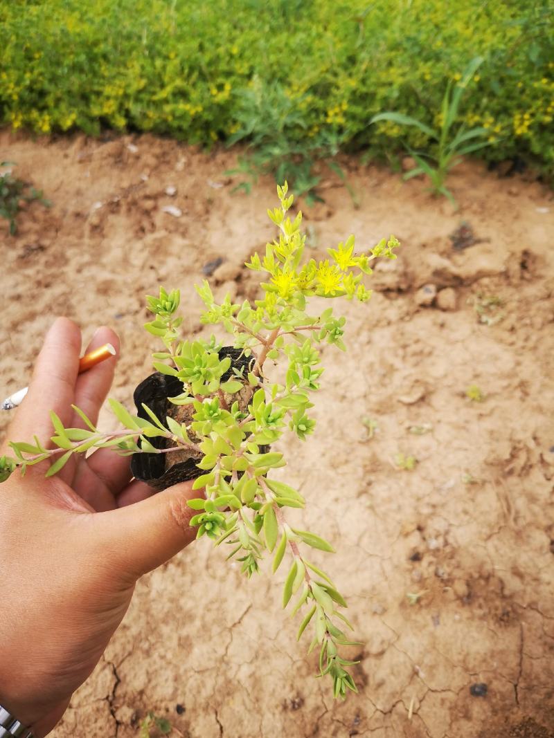 垂盆草双色盆小皮桶大量现货基地直供价格便宜