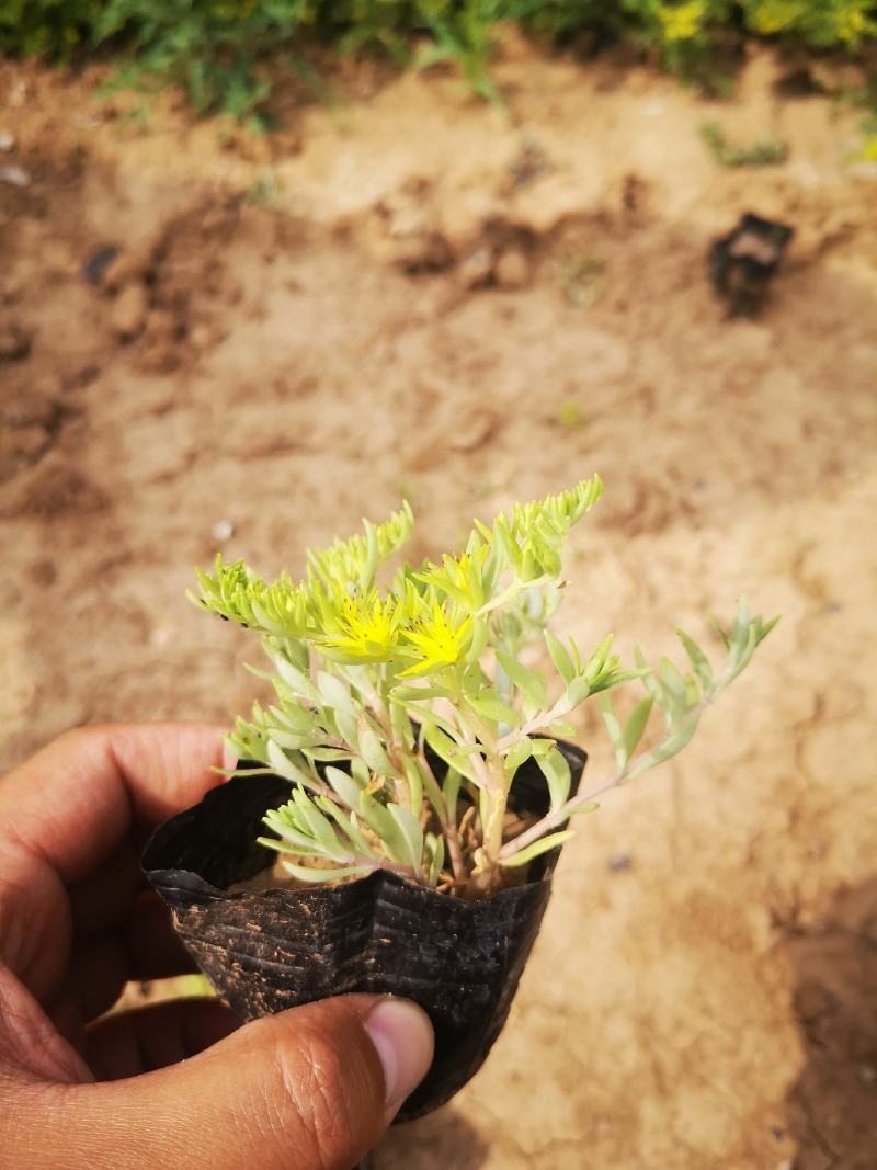 垂盆草双色盆小皮桶大量现货基地直供价格便宜