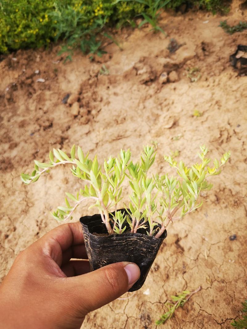 垂盆草双色盆小皮桶大量现货基地直供价格便宜