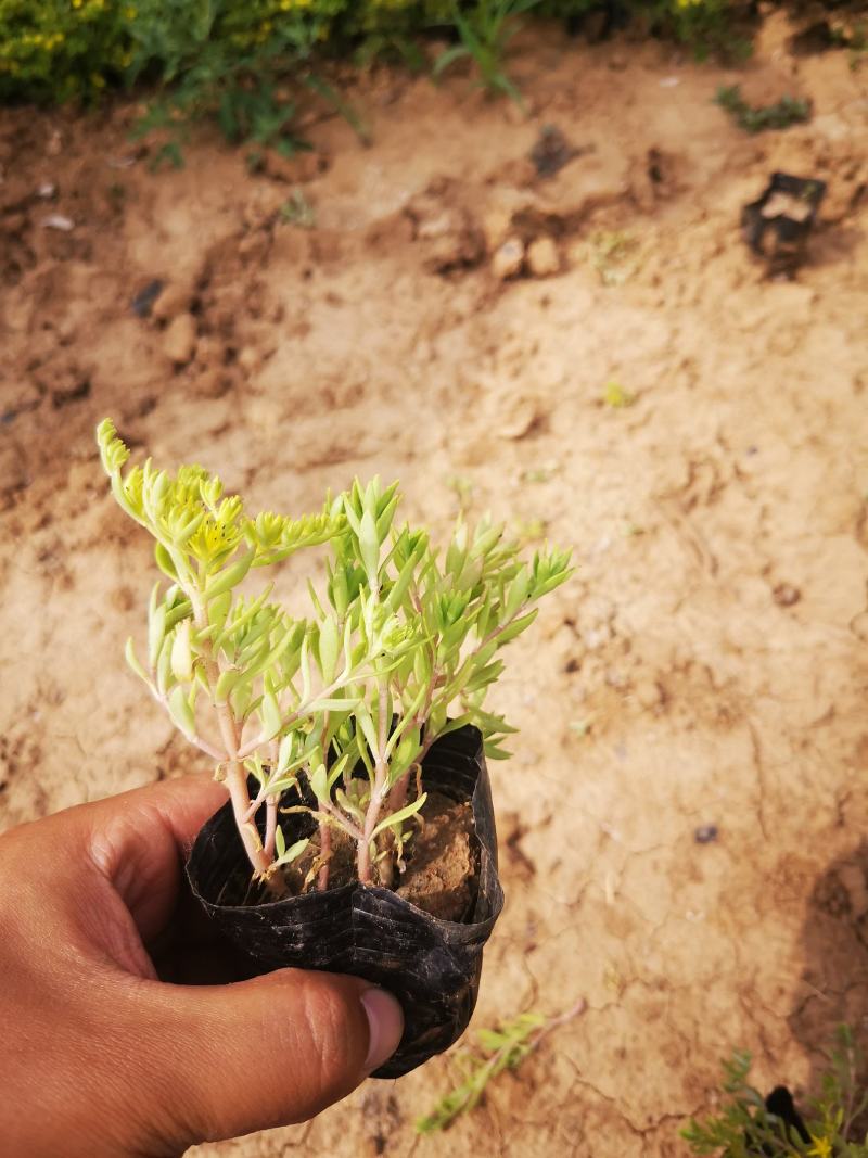垂盆草双色盆小皮桶大量现货基地直供价格便宜
