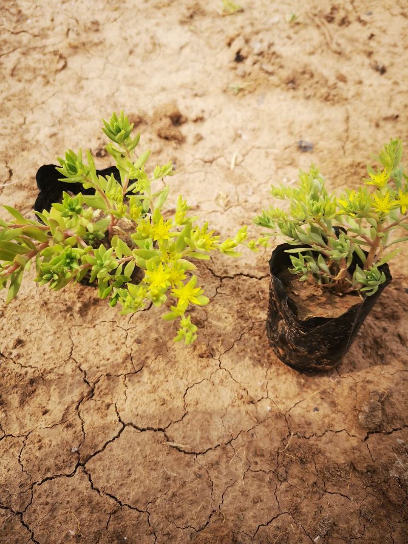 垂盆草双色盆小皮桶大量现货基地直供价格便宜
