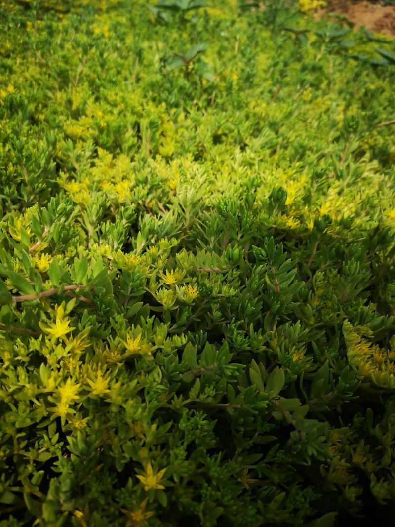 垂盆草双色盆小皮桶大量现货基地直供价格便宜