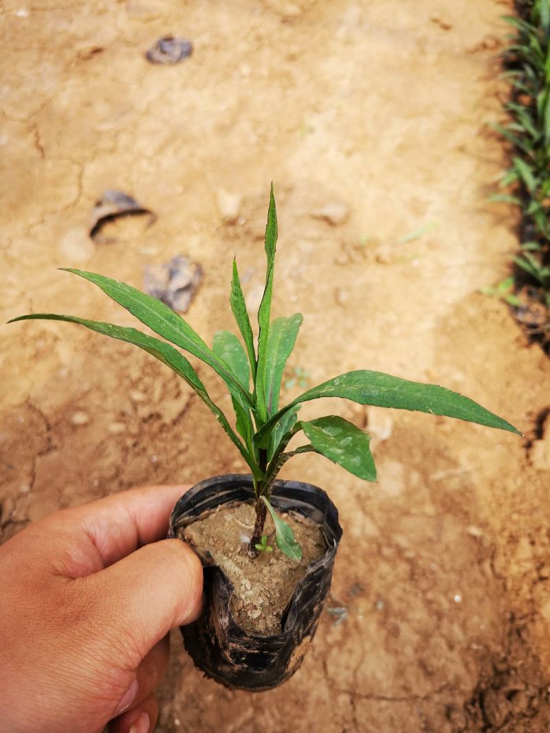 精品紫菀质量好价格便宜大量供应