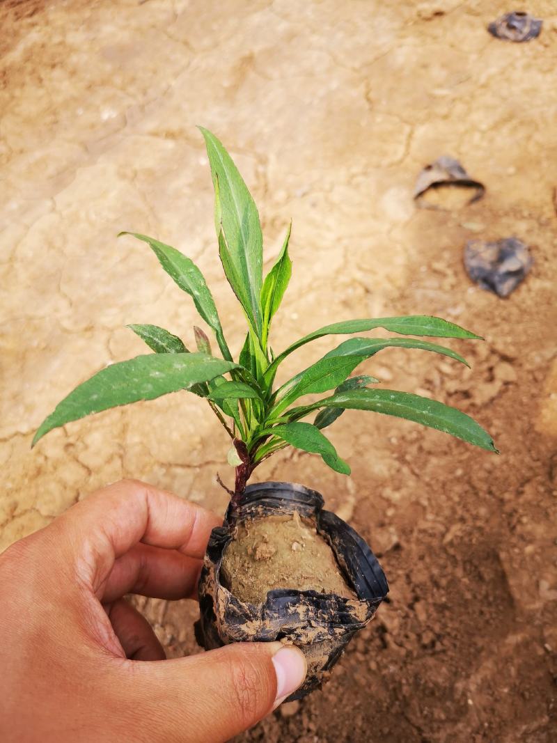 精品紫菀质量好价格便宜大量供应