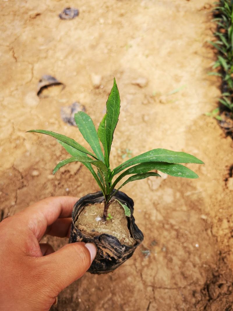 精品紫菀质量好价格便宜大量供应