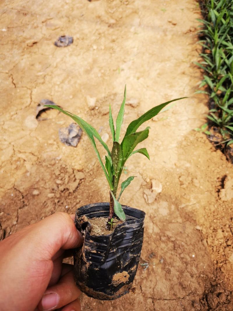 精品紫菀质量好价格便宜大量供应