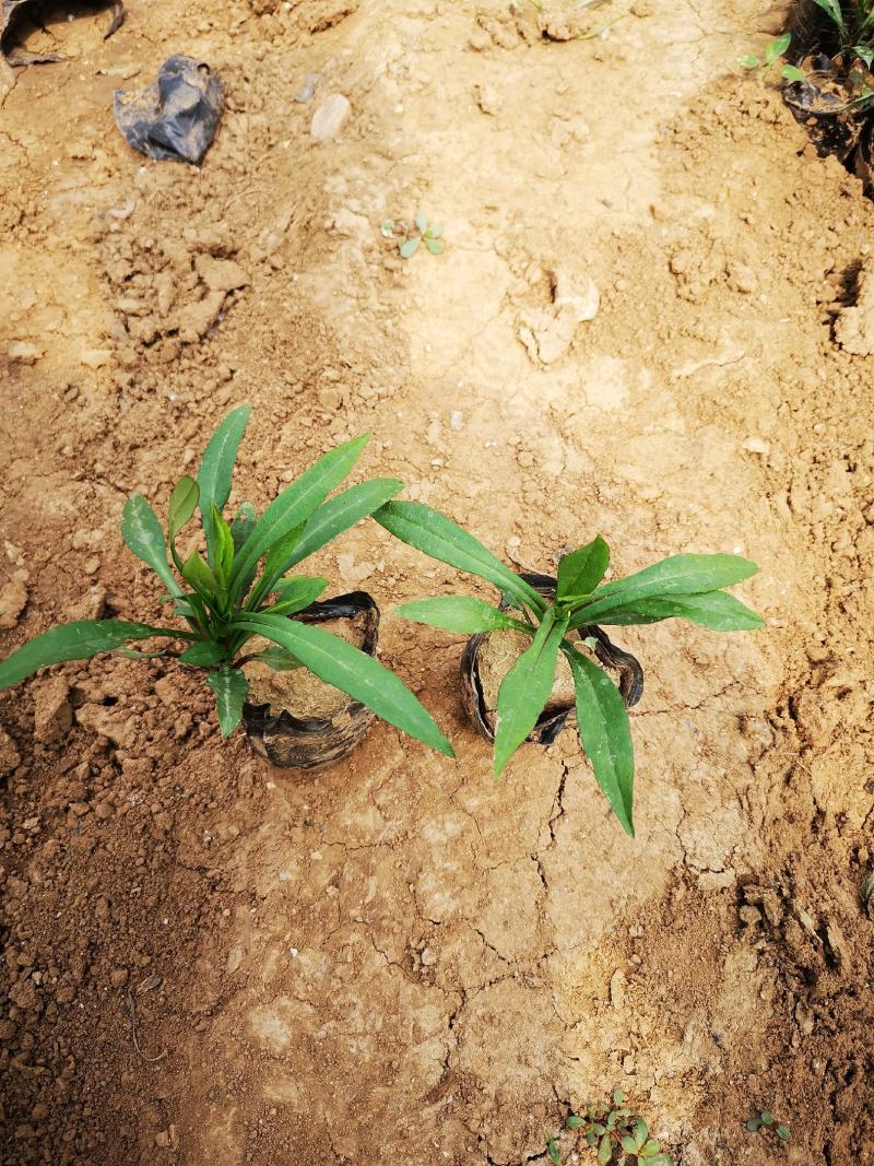 精品紫菀质量好价格便宜大量供应