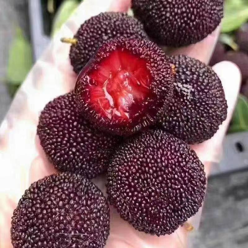 云南杨梅大量上市飞机果精品园子货百家货云南杨梅