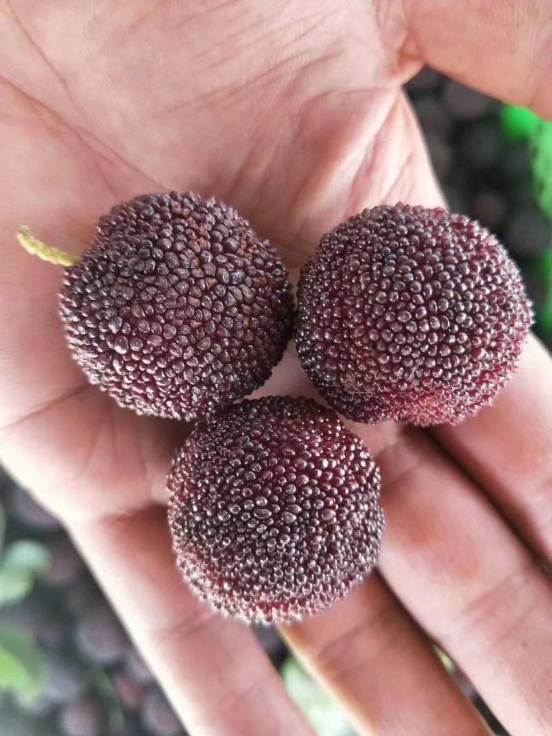 云南杨梅大量上市飞机果精品园子货百家货云南杨梅