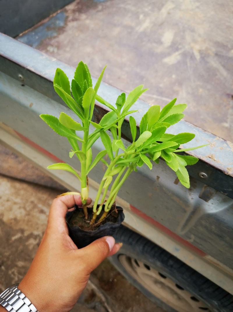 精品三七景天景天三七费菜基地大量供应质优价廉