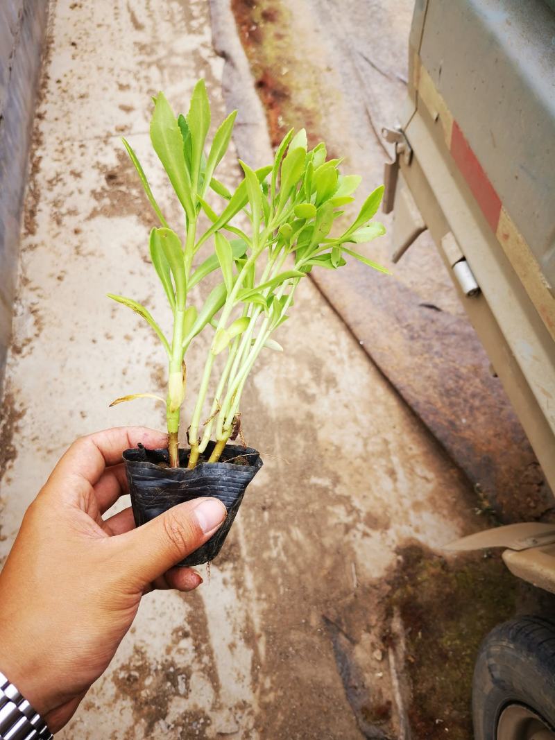 精品三七景天景天三七费菜基地大量供应质优价廉