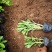 精品三七景天景天三七费菜基地大量供应质优价廉