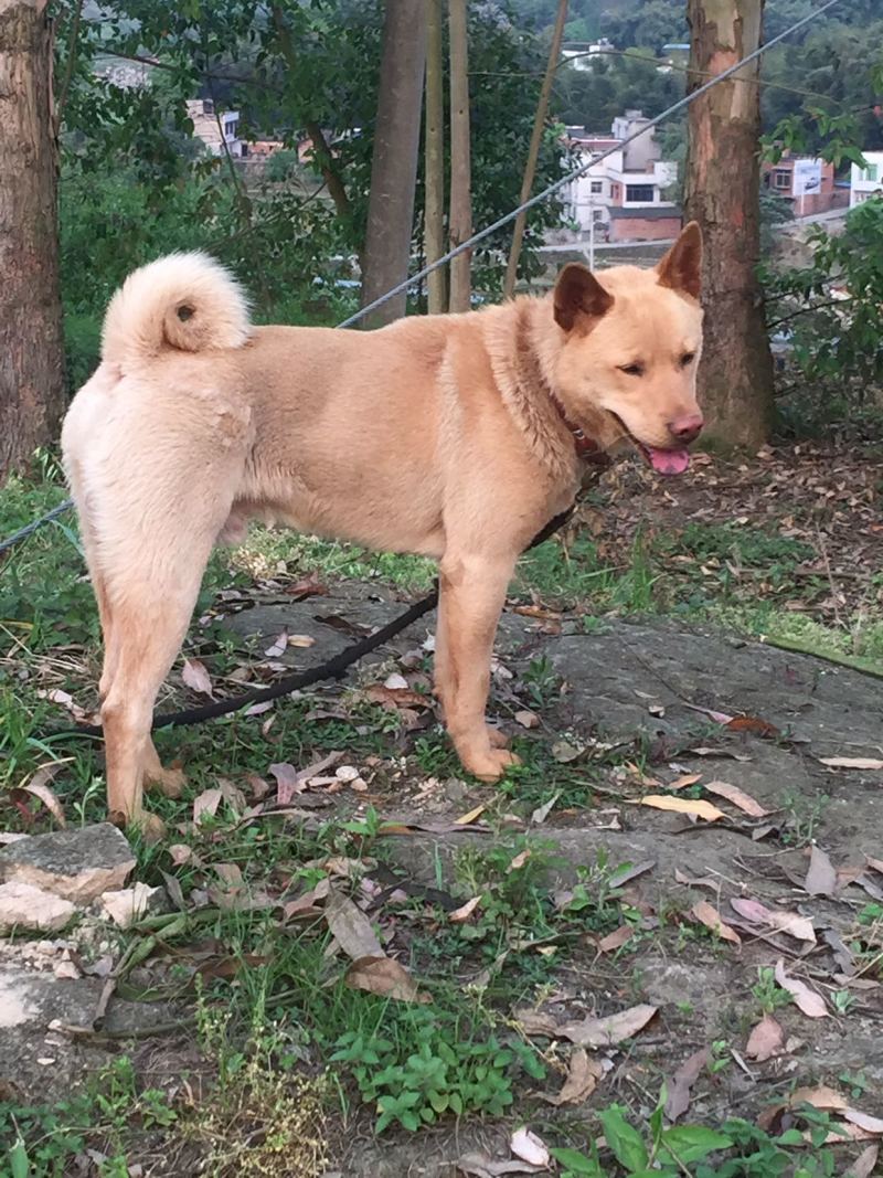 重庆长期繁殖大中小红金龙大体川东猎犬马犬黑狼