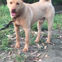 重庆长期繁殖大中小红金龙大体川东猎犬马犬黑狼