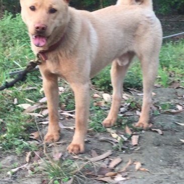 重庆长期繁殖大中小红金龙大体川东猎犬马犬黑狼
