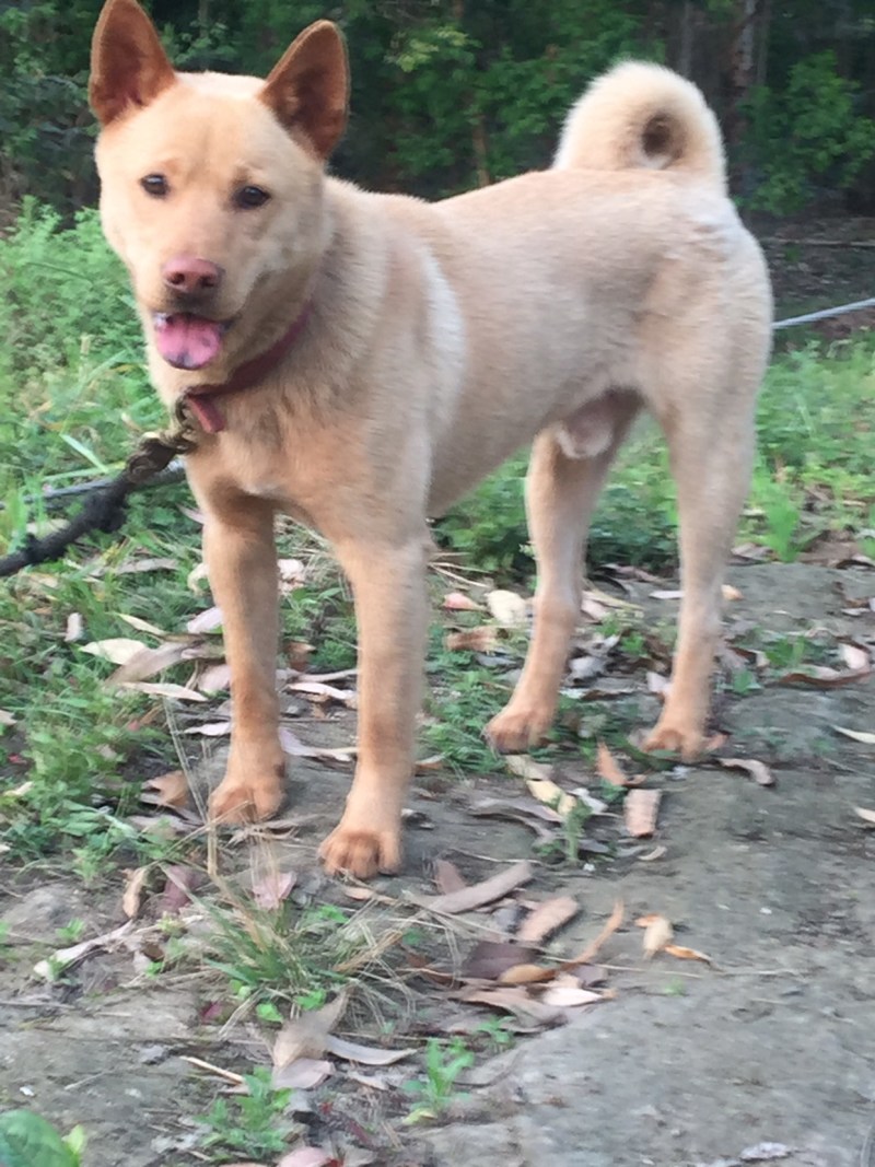 重庆长期繁殖大中小红金龙大体川东猎犬马犬黑狼