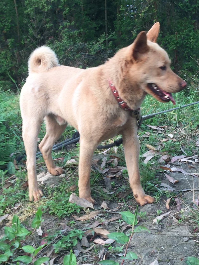 重庆长期繁殖大中小红金龙大体川东猎犬马犬黑狼