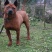 重庆长期繁殖大中小红金龙大体川东猎犬马犬黑狼