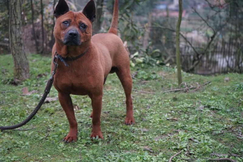 重庆长期繁殖大中小红金龙大体川东猎犬马犬黑狼
