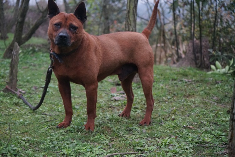 重庆长期繁殖大中小红金龙大体川东猎犬马犬黑狼