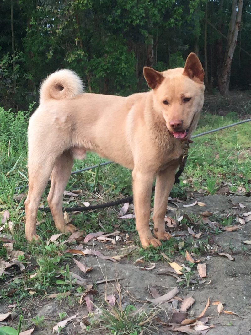 重庆长期繁殖大中小红金龙大体川东猎犬马犬黑狼