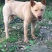 重庆长期繁殖大中小红金龙大体川东猎犬马犬黑狼
